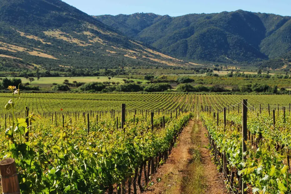 La ruta del vino chileno: Colchagua