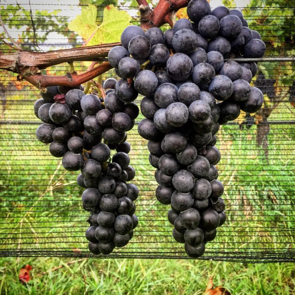 Vino Merlot Tinto con sabores perfectos para el maridaje ¿Cómo Maridar?