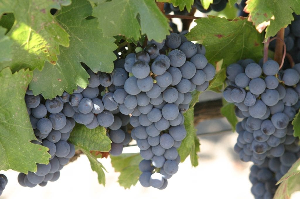 Caracteristicas de la uva con la que se produce el vino Bianchi