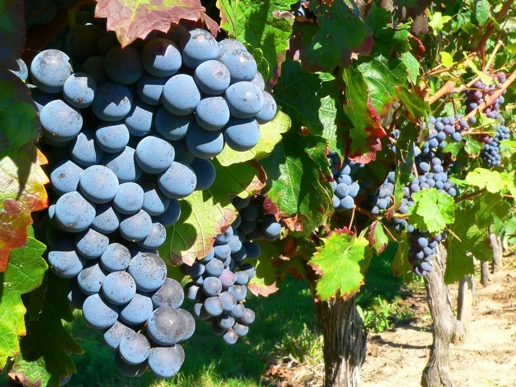 Características de las uvas del vino Rutini
