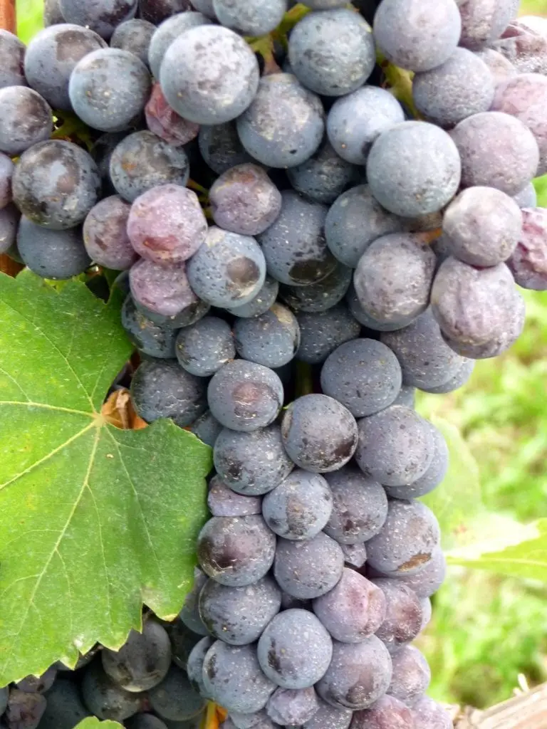 Características de la Uva Nebbiolo