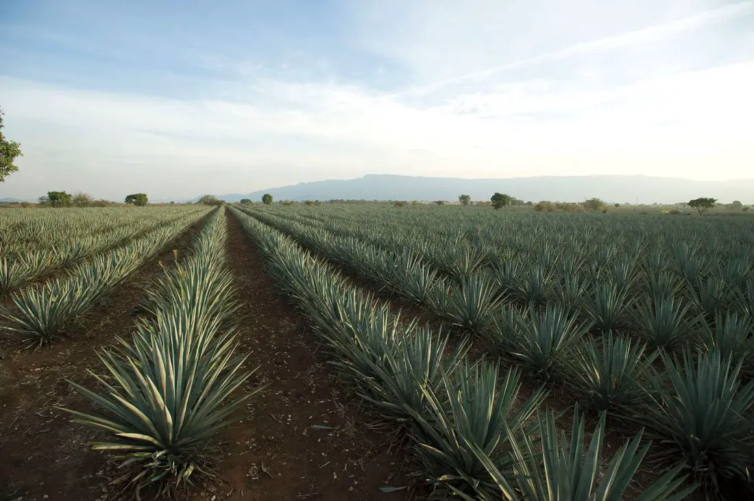 ¿Cómo se hace el tequila? ¿Cómo se toma? (Proceso, preparación y más)