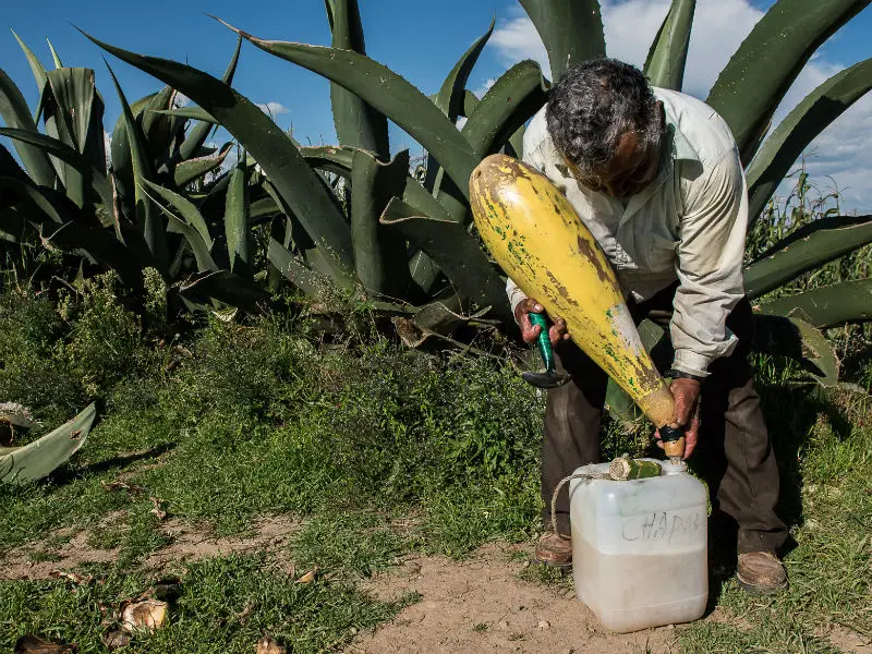 Pirate Pulque In Mexico City? How To Distinguish Fake And Adulterated