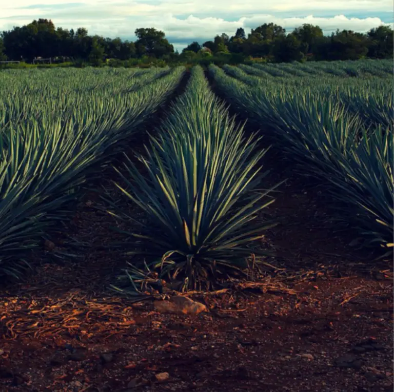 ¿Cómo se hace el tequila? ¿Cómo se toma? (Proceso, preparación y más)