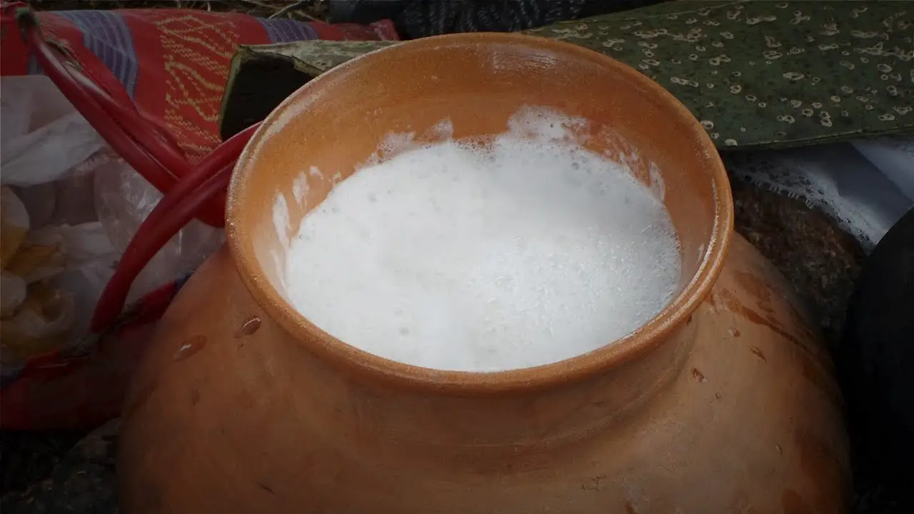 ¿Cómo se hace el Pulque? (Preparación, fermentación y más)