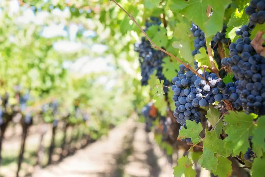 Viñedo ¡La raíz de un buen vino!