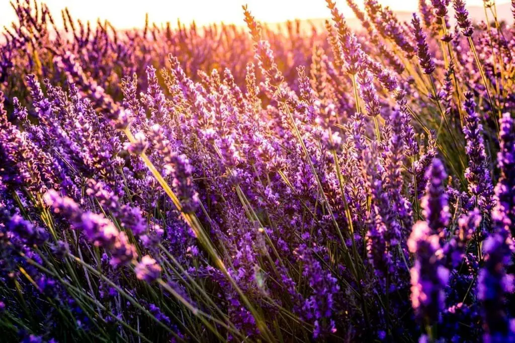 Licor de Lavanda