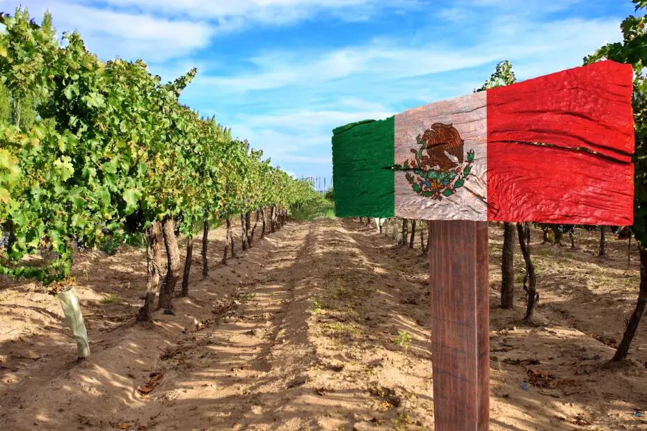 +8 Mejores Viñedos en México: Tradición y cultura por el vino