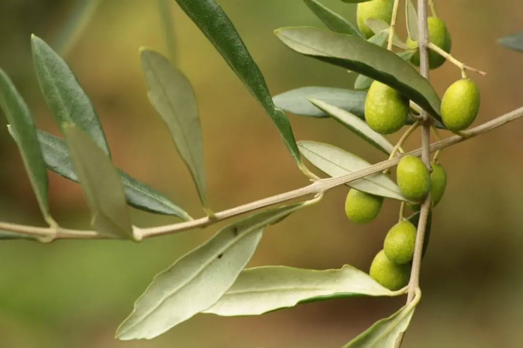 Hojas del Árbol de Olivos