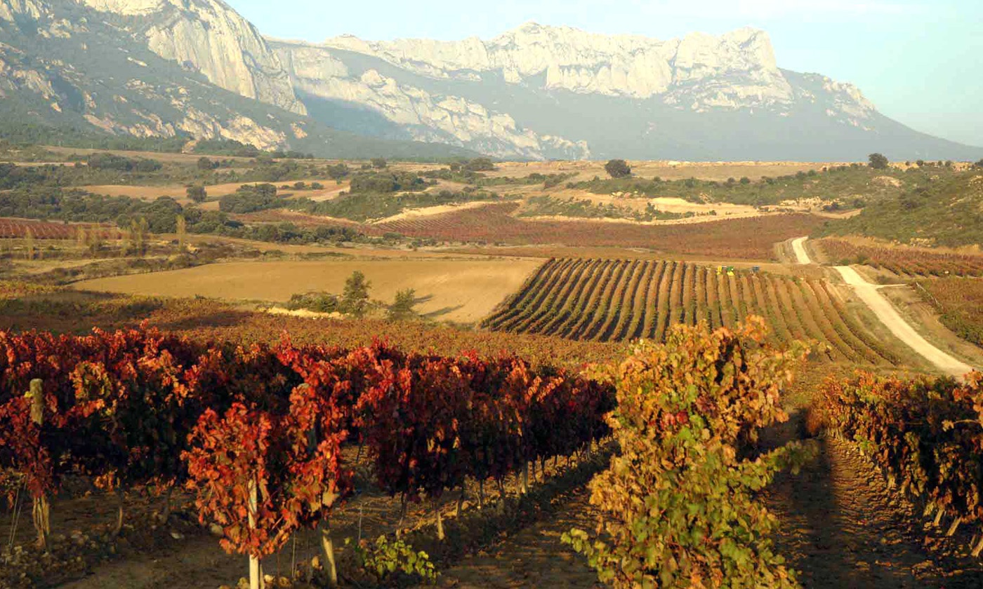 +10 Viñedos en España: Calidad y tradición que perdura ¡Conocelos!