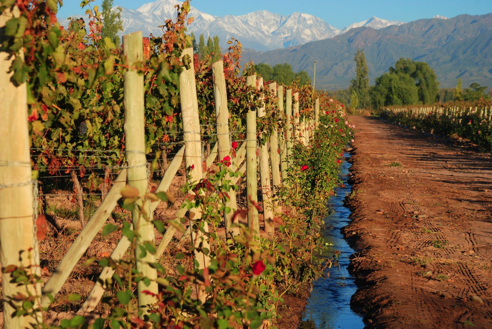 +8 Viñedos en Mendoza: Pasión y amor por el vino