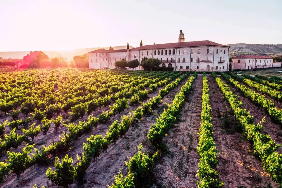 +10 Viñedos en España: Calidad y tradición que perdura