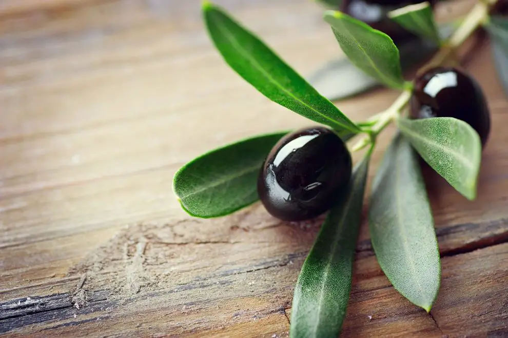 Infusiones de hojas de olivo ¡Aliadas de tú salud! ¡Para la tensión!