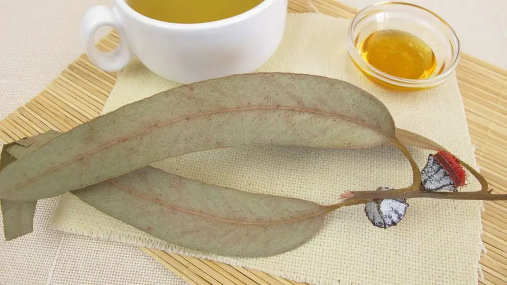 +6 Infusiones de eucalipto ¡Cuida de tu salud! ¡Remedio saludable!