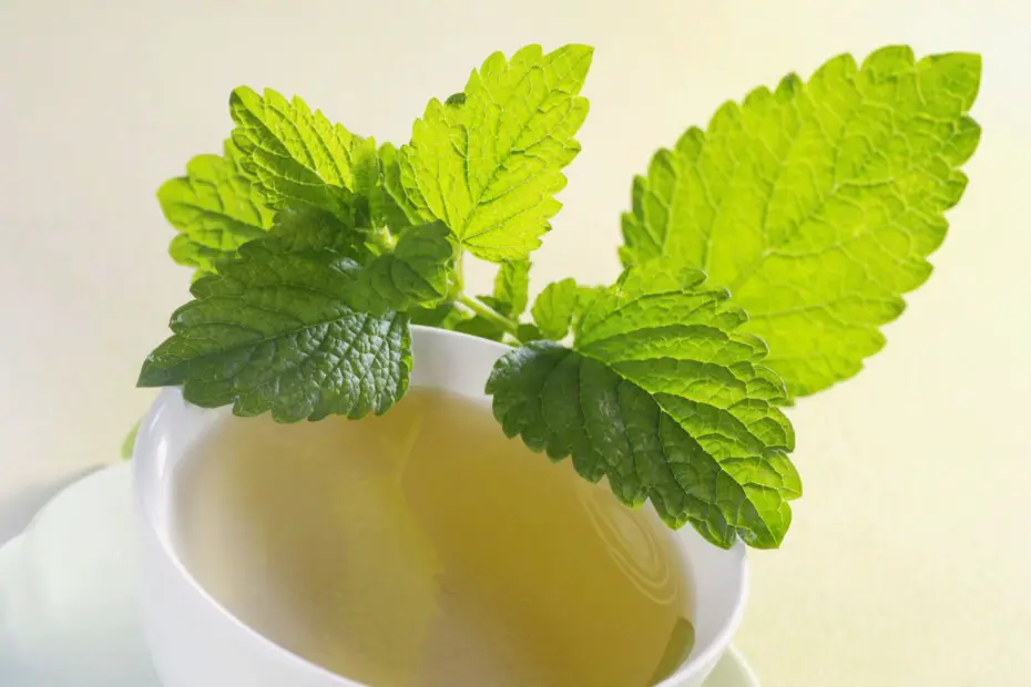 Infusiones de melisa