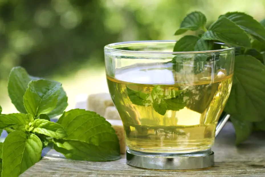 Infusiones de menta