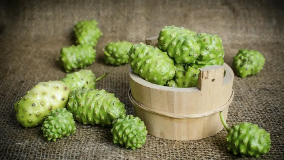 Jugo de noni ¡Propiedades y beneficios! ¡Tienes que probarlo!