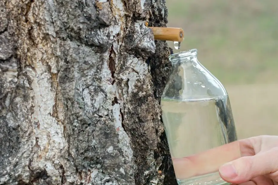 Agua de abedul